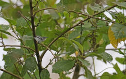 Image of Stripe-chested Antwren