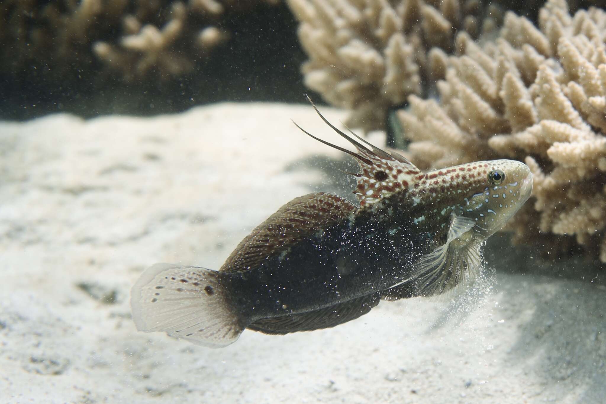 صورة Amblygobius semicinctus (Bennett 1833)