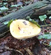 Image of yellow swamp brittlegill