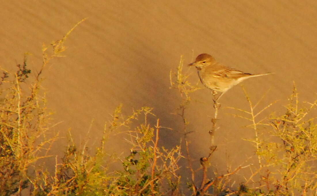 Image of Gray-bellied Shrike-Tyrant