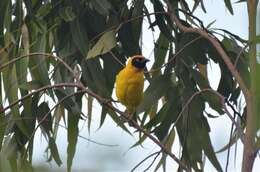 Image of Bertram's Weaver