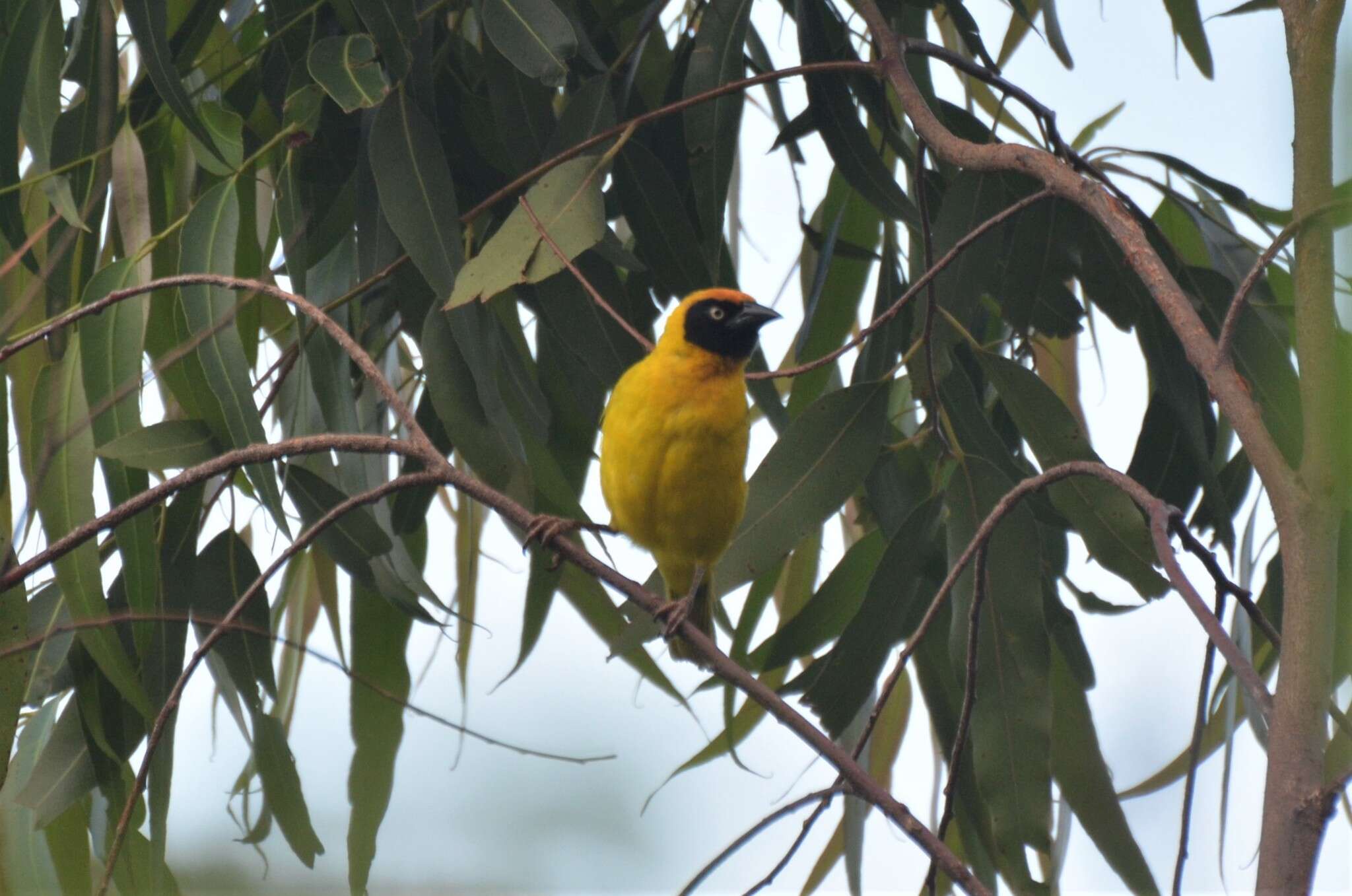 Image of Bertram's Weaver