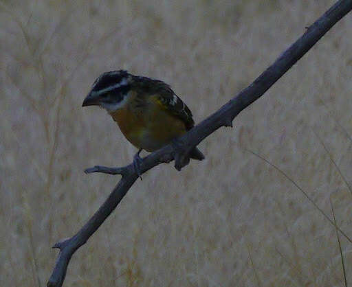 Image of Black-headed Grosbeak