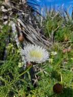 Image of Plectocephalus chilensis G. Don ex Loud.