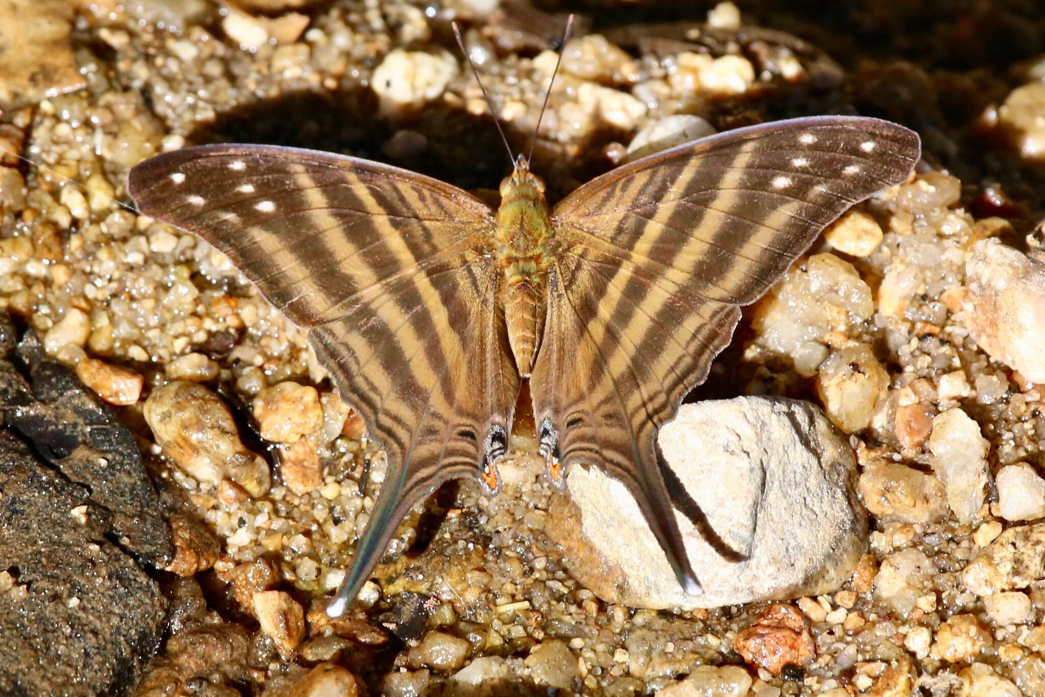 Image of Many-banded Daggerwing