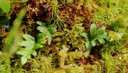 Image of licorice fern