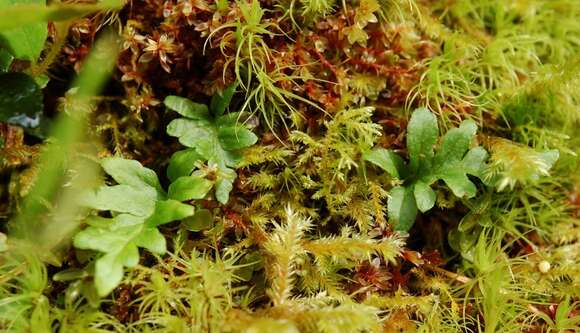 Image of licorice fern