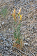 صورة Mentzelia pterosperma Eastw.