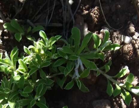 Imagem de Antennaria marginata Greene