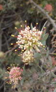 Plancia ëd Leucospermum wittebergense Compton