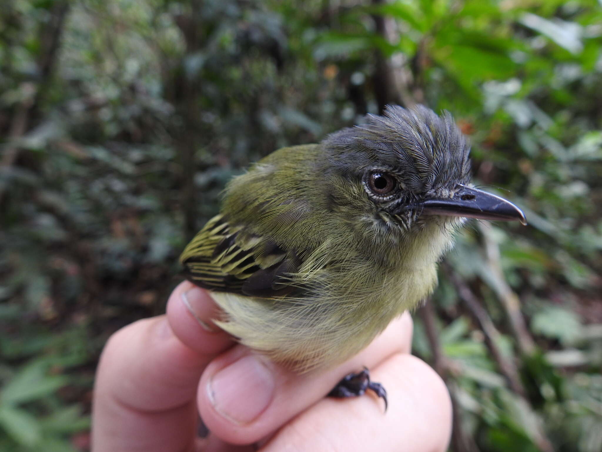 Image of Gray-crowned Flycatcher