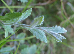 Plancia ëd Senecio banksii Hook. fil.