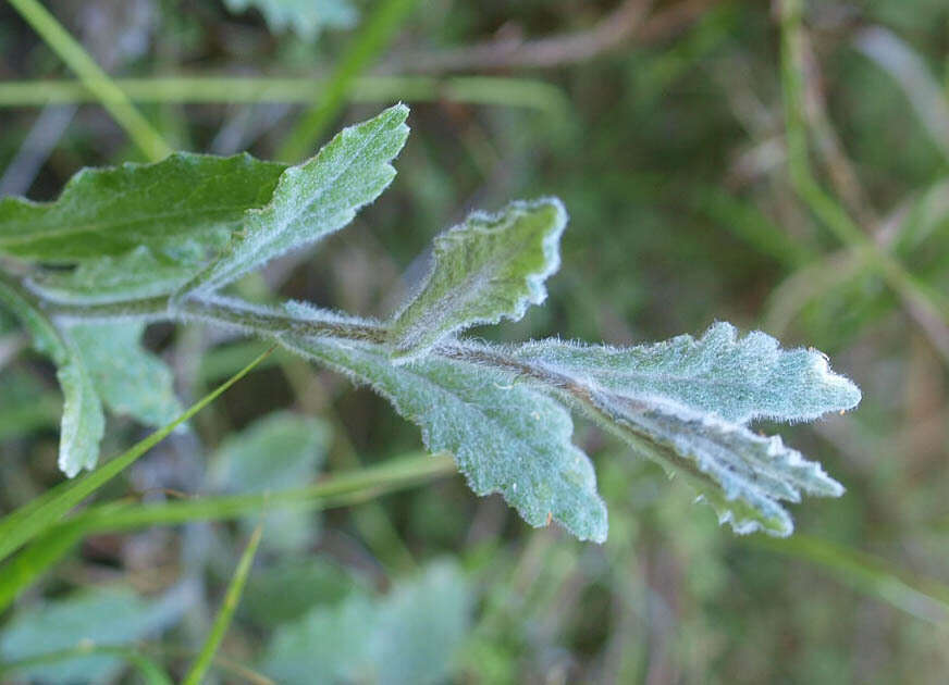 Plancia ëd Senecio banksii Hook. fil.