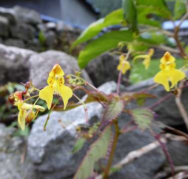 Impatiens racemosa DC. resmi