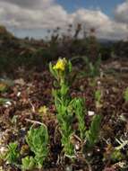 Plancia ëd Linaria arenaria DC.