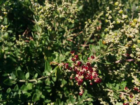 Chenopodium candolleanum subsp. candolleanum的圖片