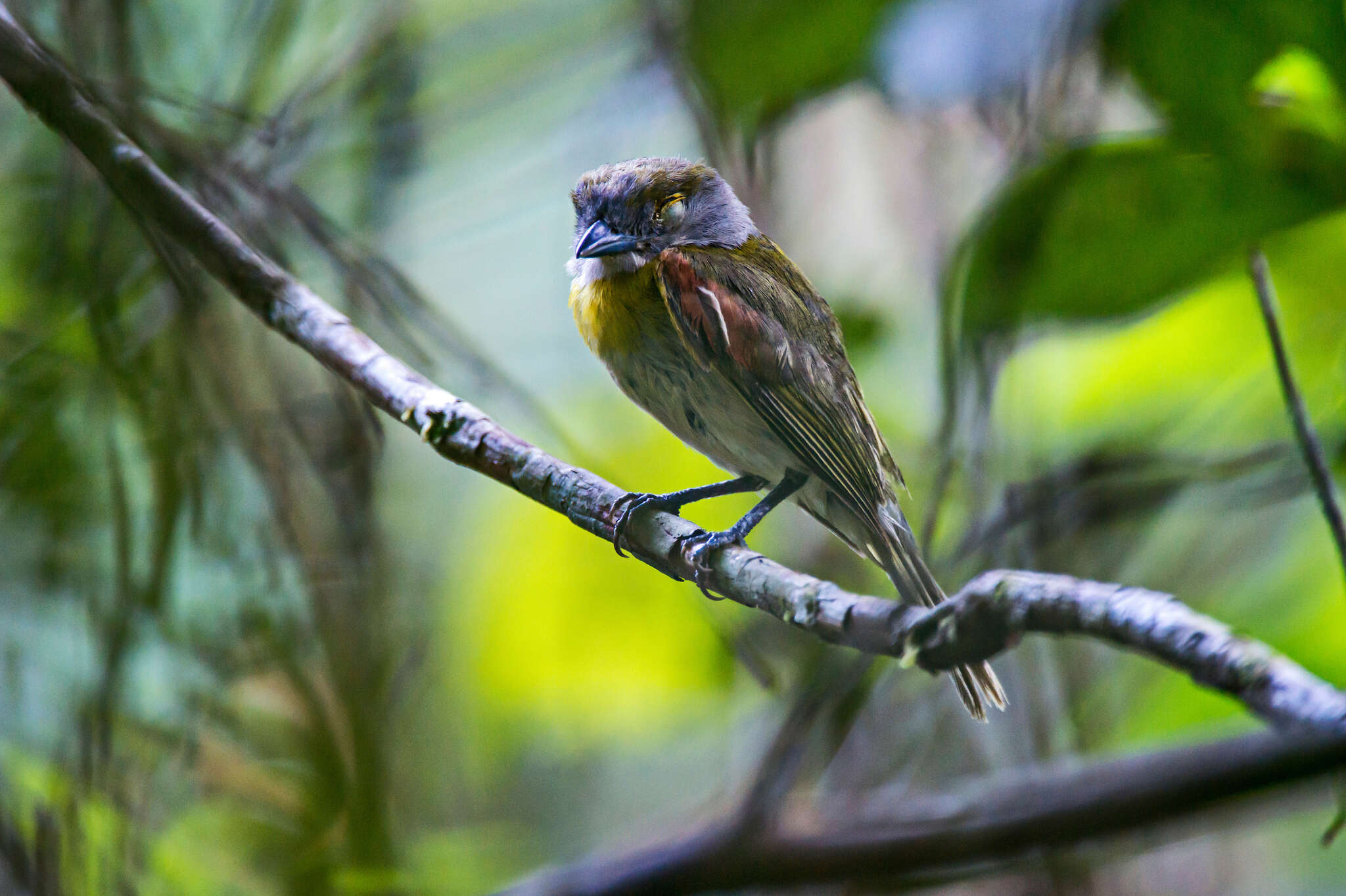 Image of Green-backed Becard