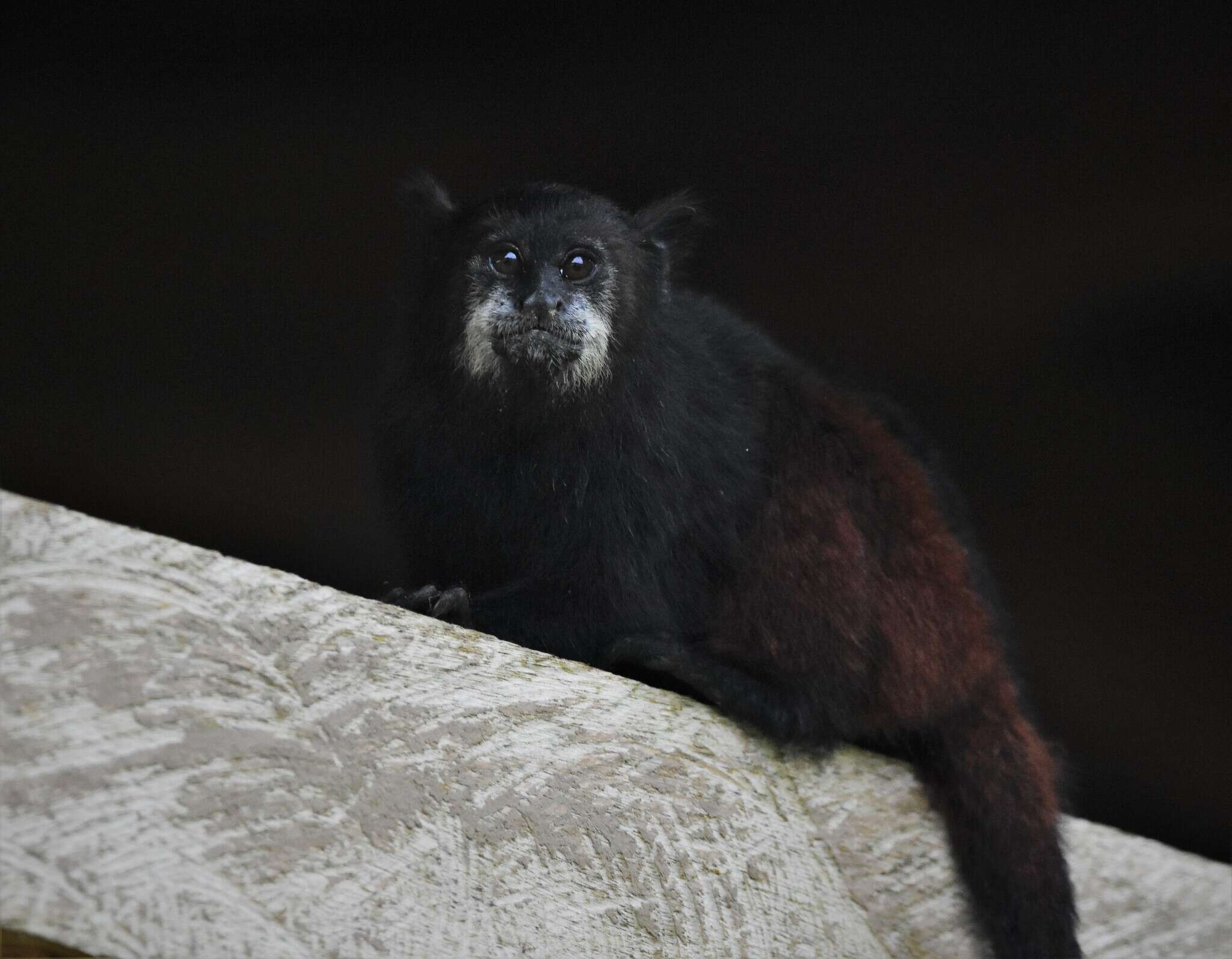 Image de Tamarin à manteau rouge