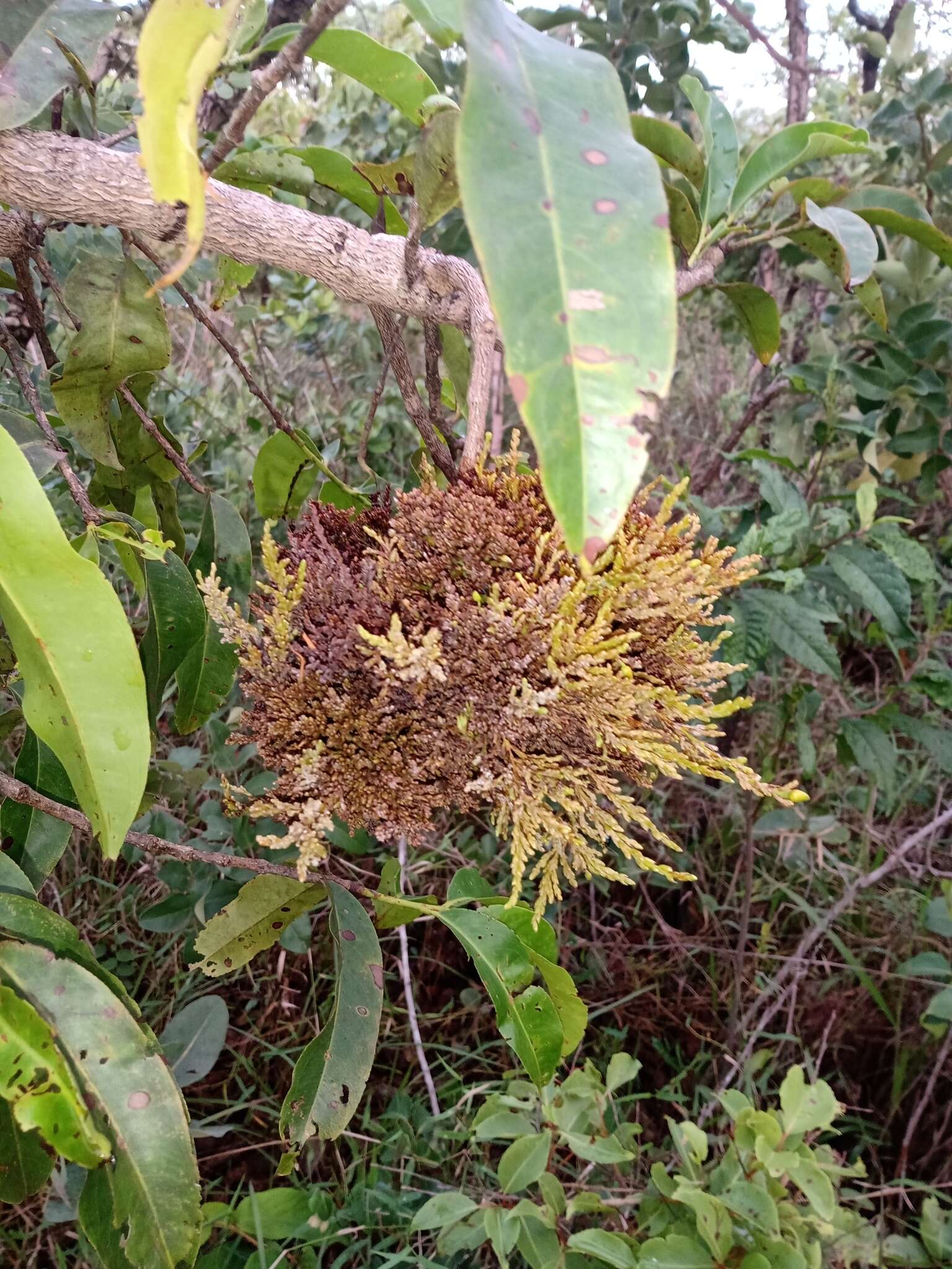 Image of Ouratea hexasperma (A. St.-Hil.) Baill.