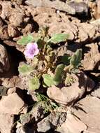 Phacelia pulchella A. Gray resmi