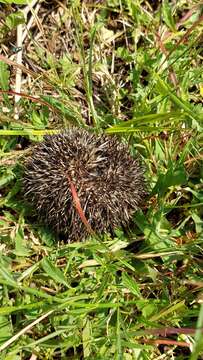 Image of South African Hedgehog