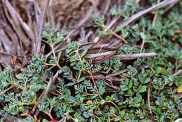 Imagem de Euphorbia taihsiensis (Chaw & Koutnik) Oudejans