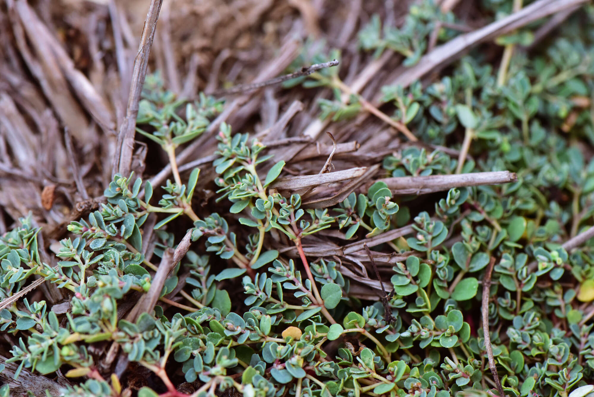 Imagem de Euphorbia taihsiensis (Chaw & Koutnik) Oudejans