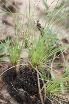 Plancia ëd Bulbostylis lanata (Kunth) Lindm.