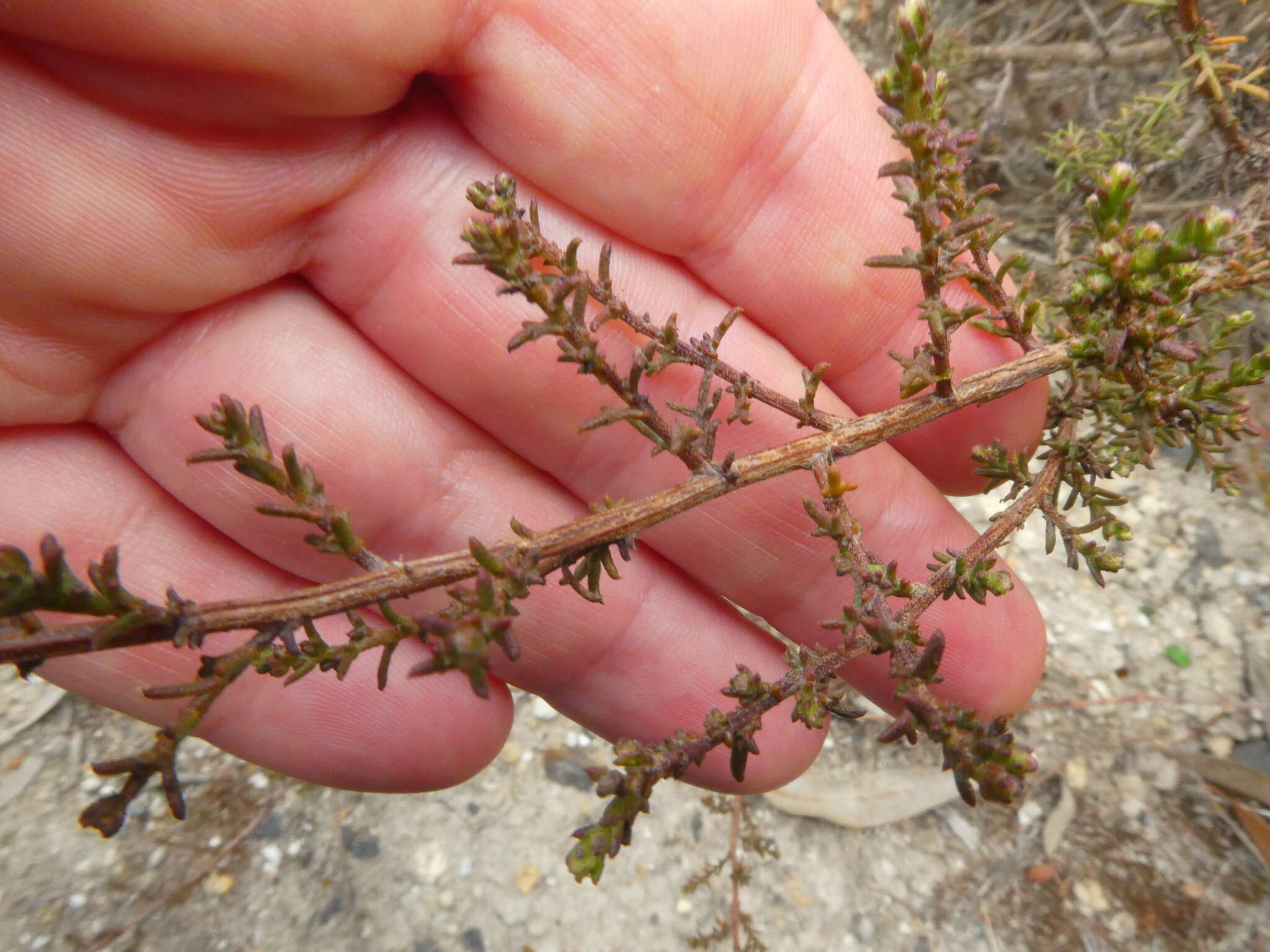 Imagem de Marasmodes fasciculata S. Ortiz