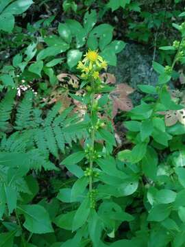 Image of stout goldenrod