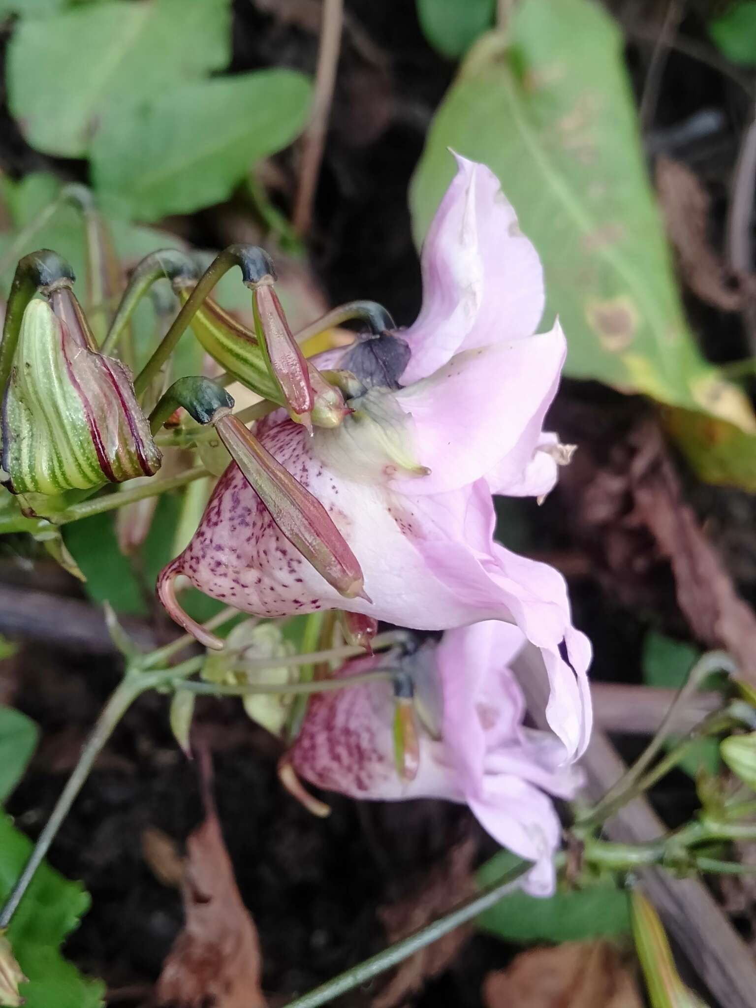 Imagem de Impatiens sulcata Wall.