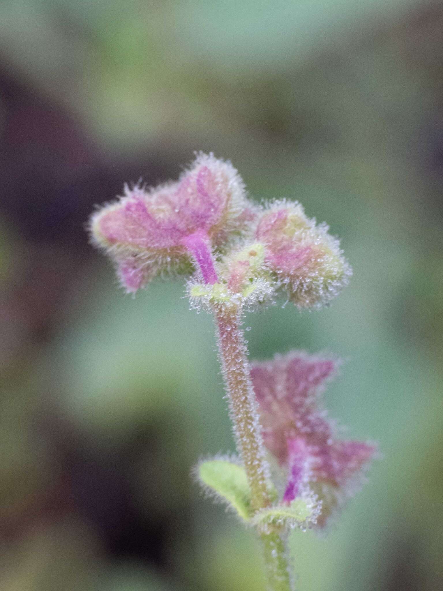 Image of hairy-tuft four o'clock