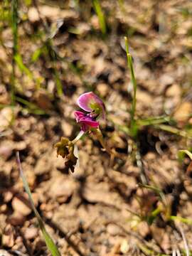 Imagem de Disa spathulata subsp. spathulata