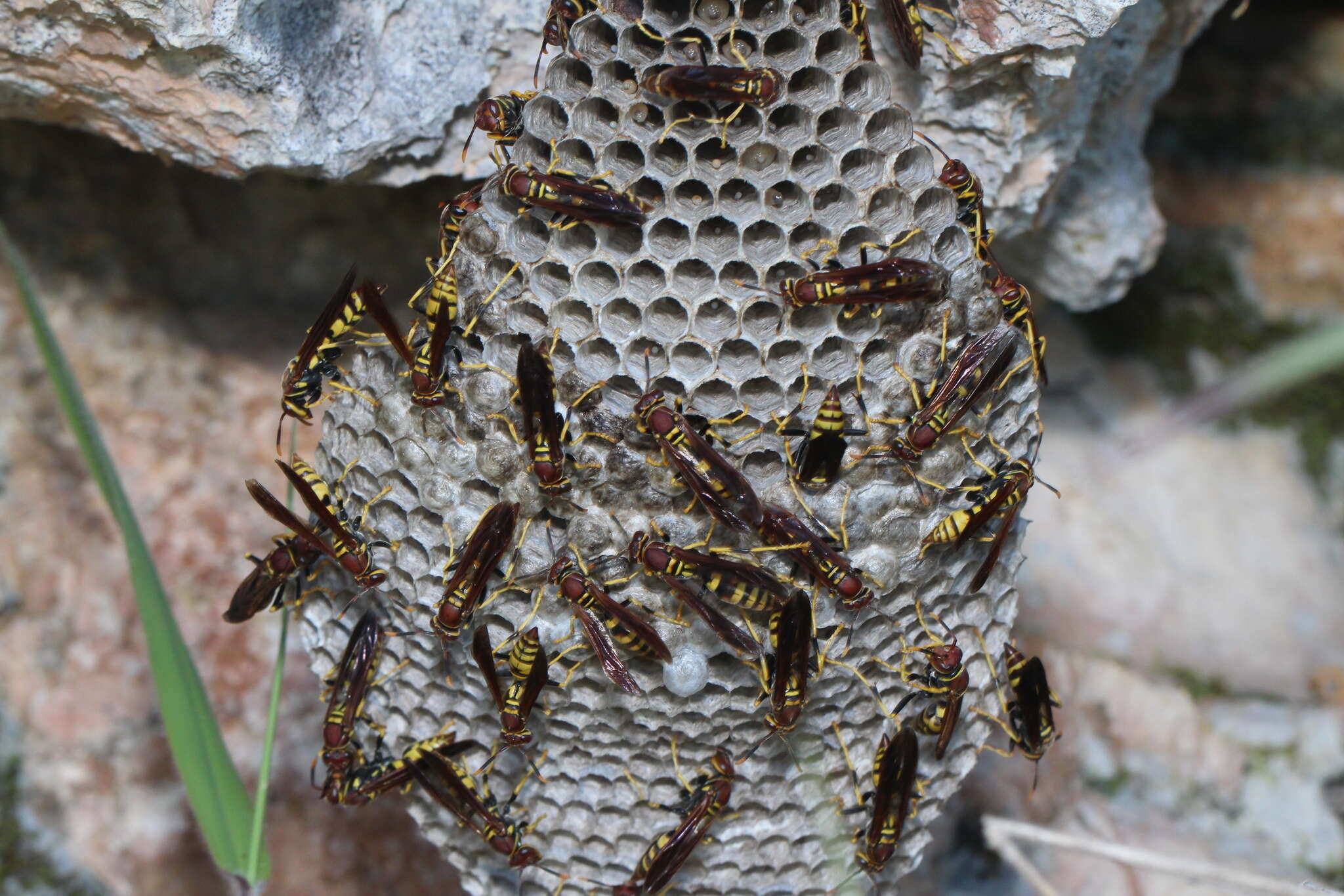 Image of Polistes minor Pal. de Beauv. 1818