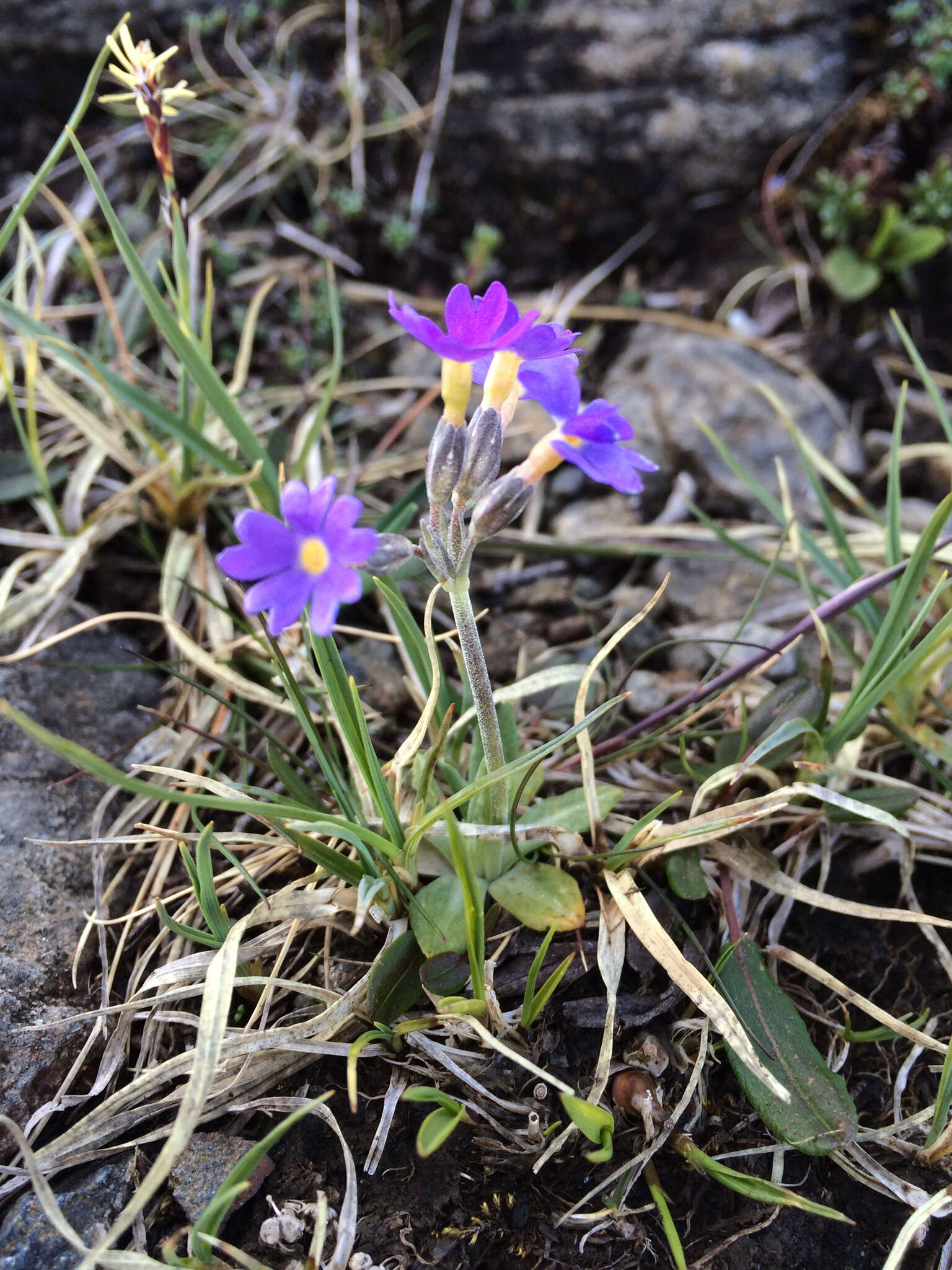 Plancia ëd Primula scandinavica Brunn.