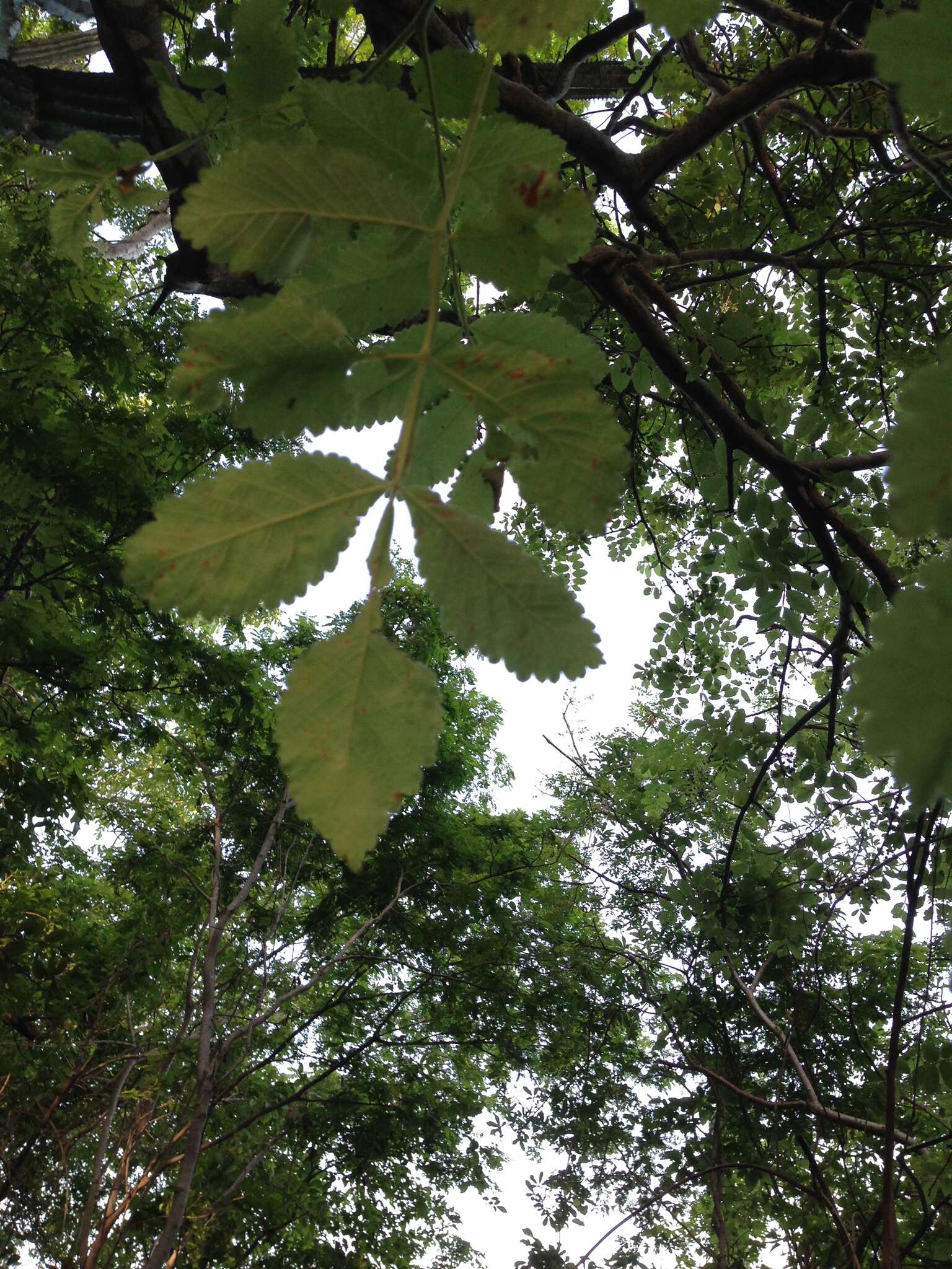 Imagem de Bursera tomentosa (Jacq.) Triana & Planch.