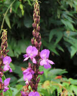 Image of Macropsychanthus violaceus