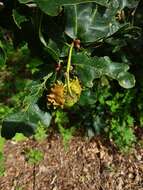 Image of Knopper gall wasp