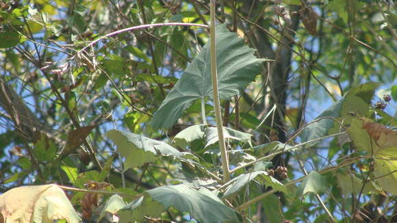 Image of Onoseris onoseroides (Willd. ex Kunth) B. L. Rob.