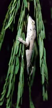 Anolis litoralis Garrido 1975 resmi