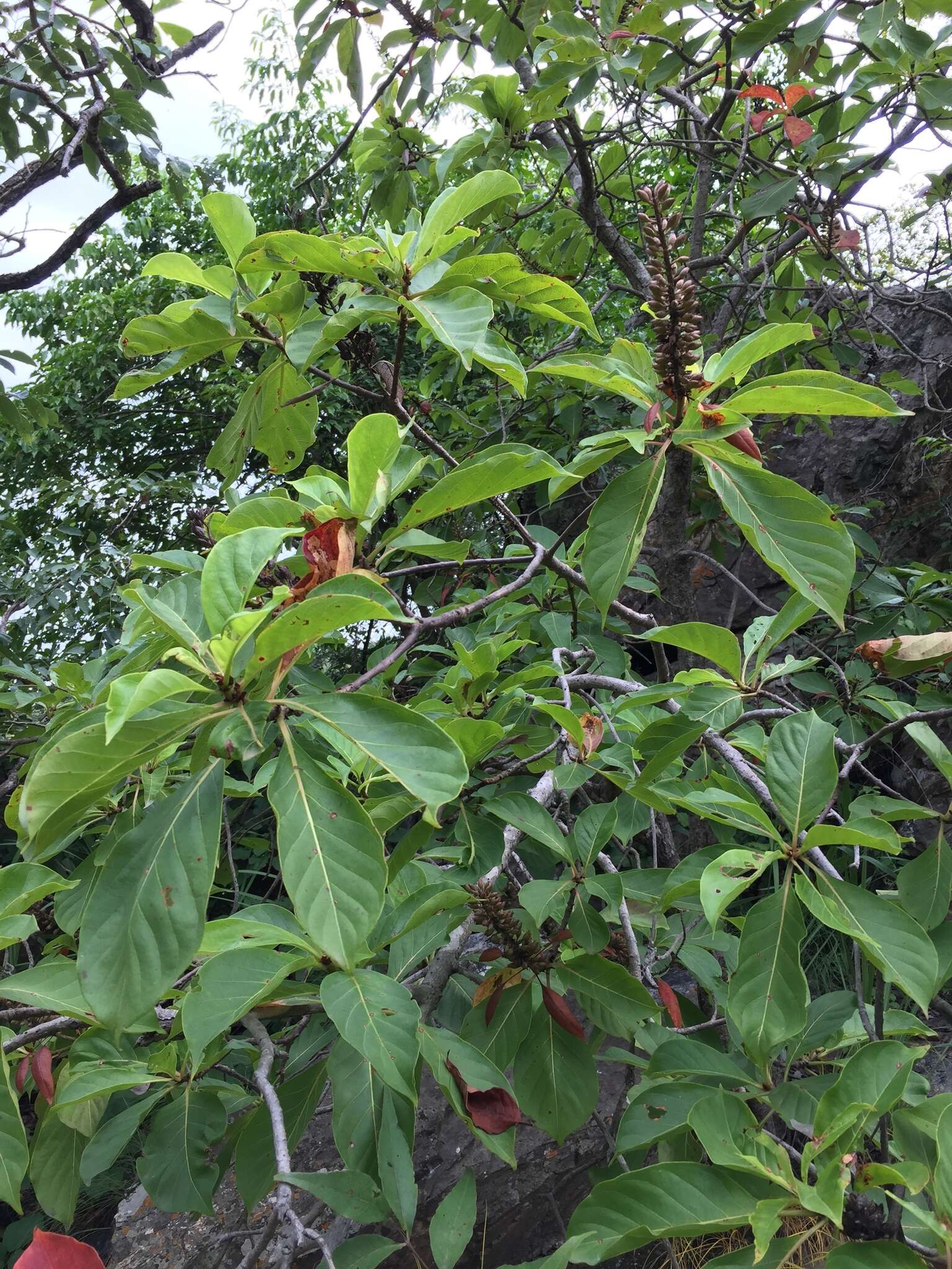 Sivun Hymenodictyon floribundum (Hochst. & Steud.) B. L. Rob. kuva