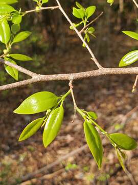 Image of Margaritaria anomala (Baill.) Fosberg