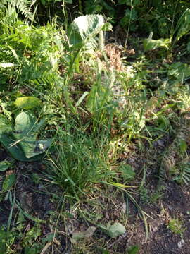 Image of Phleum pratense subsp. nodosum (L.) Trabut