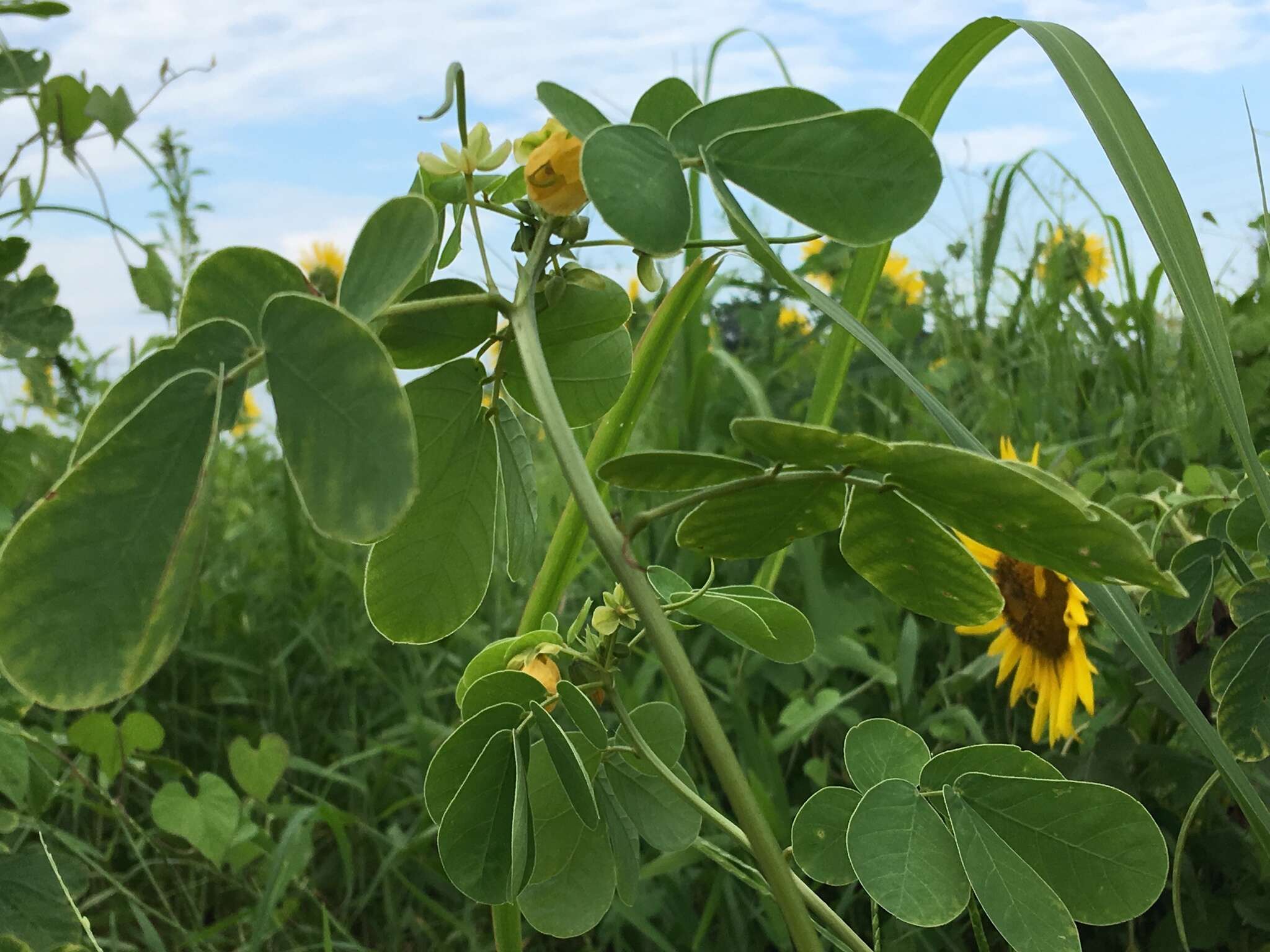 Image of Chinese senna