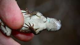 Image of Florida Scrub Lizard