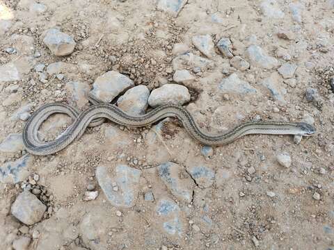 Image of Striped Kukri Snake