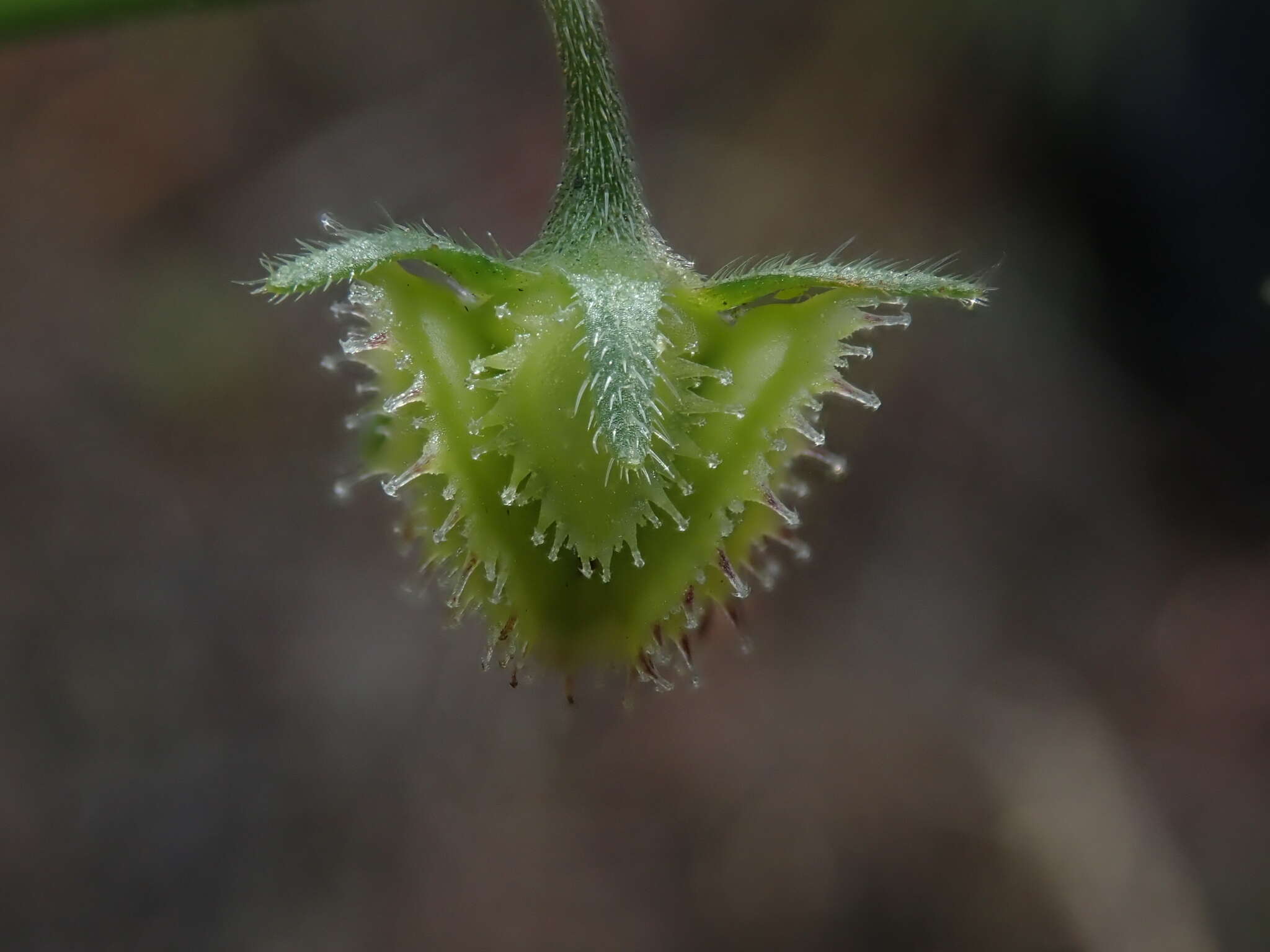 Imagem de Hackelia diffusa var. arida (Piper) R. L. Carr