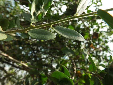 Image of Cadaba fruticosa (L.) Druce