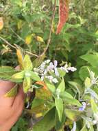 Image of Salvia calolophos Epling