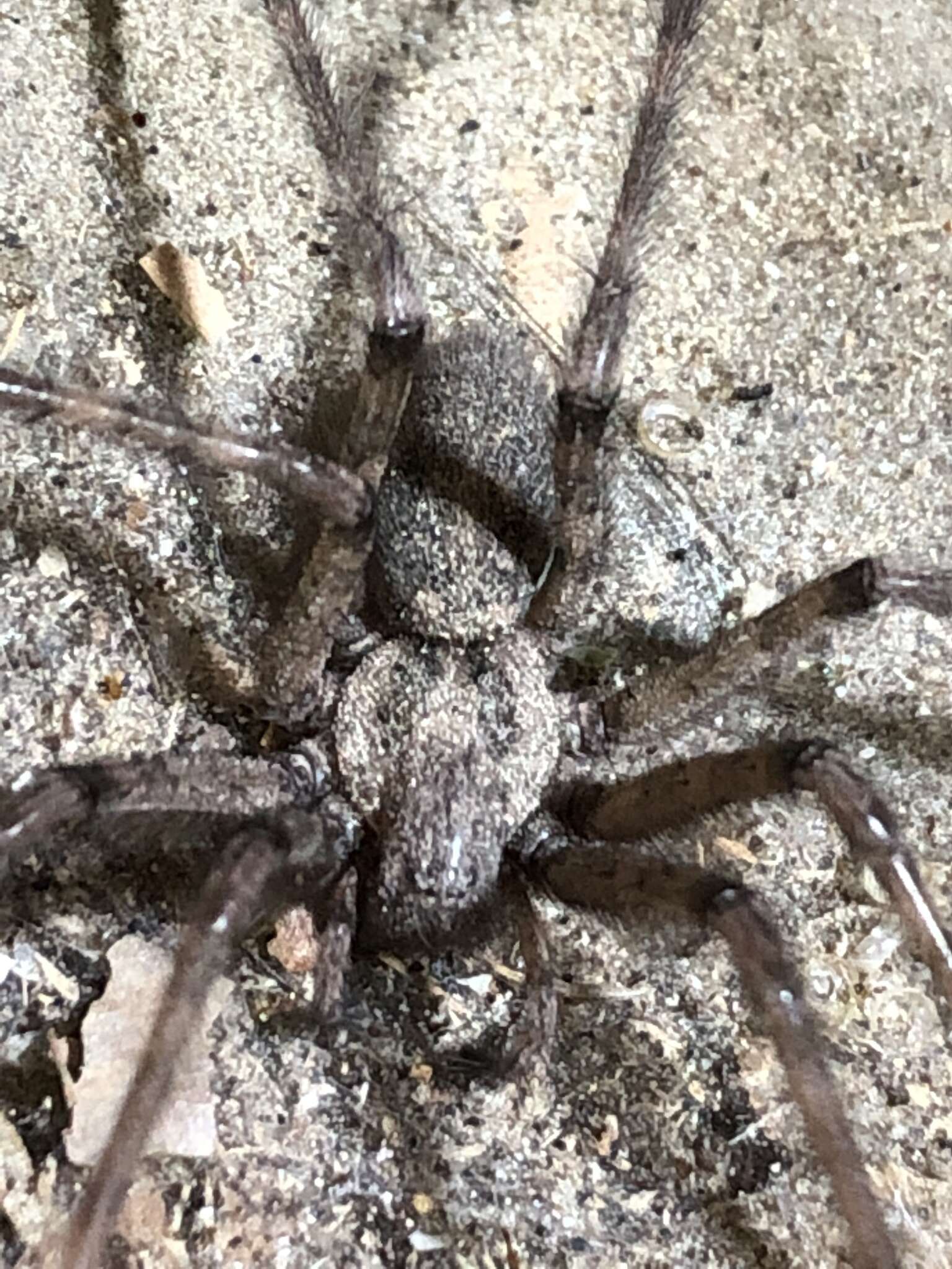 Image of cardinal spider